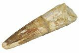 Fossil Spinosaurus Tooth - Real Dinosaur Tooth #264806-1